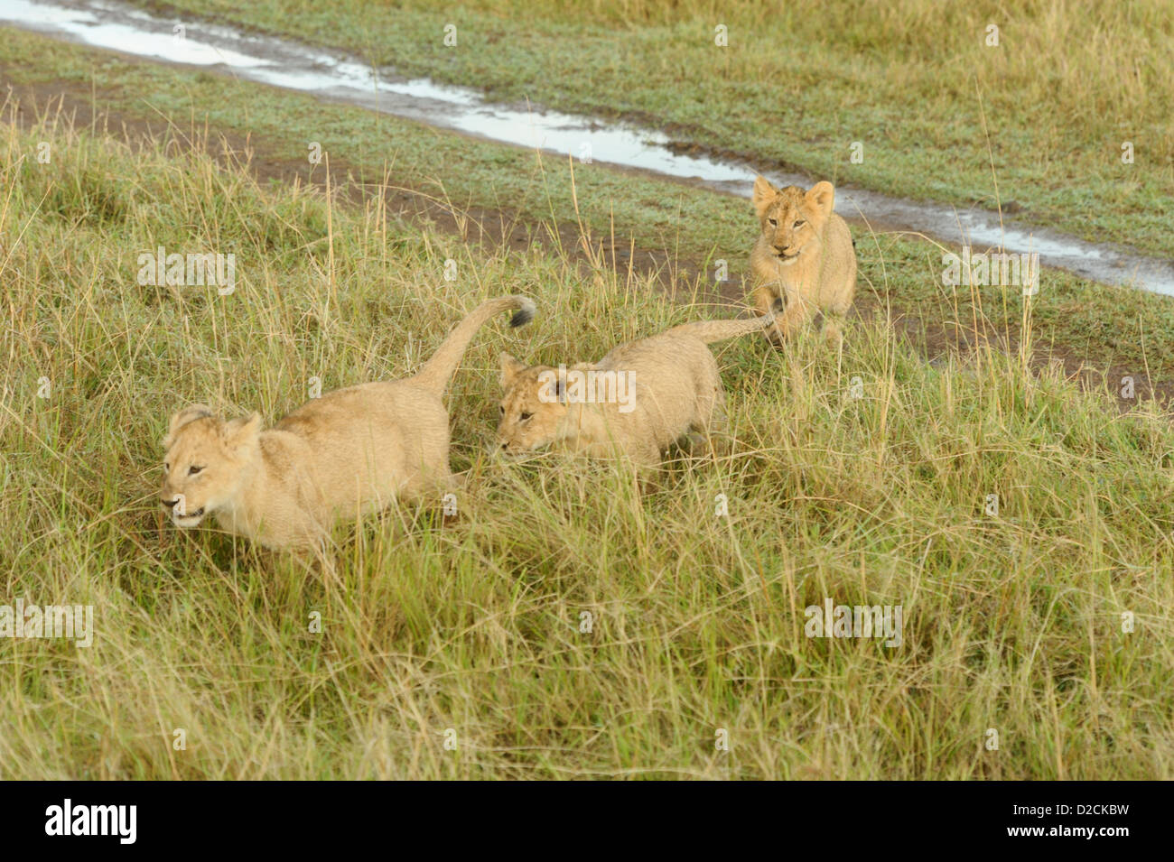 Three lion cubs cross a muddy track Stock Photo