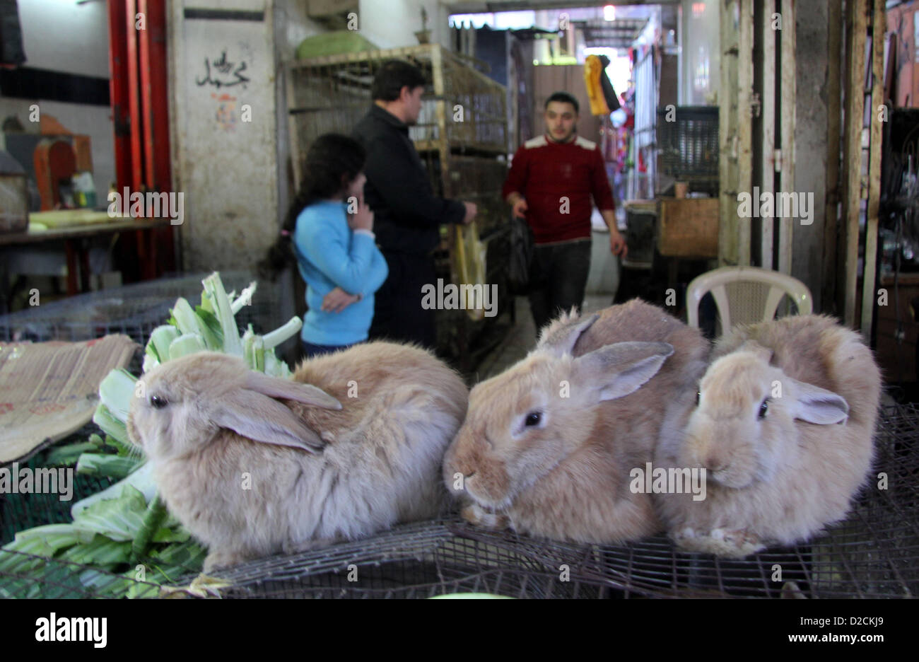 Jan. 20, 2013 - Gaza City, Gaza Strip, Palestinian Territory - Rabbits ...