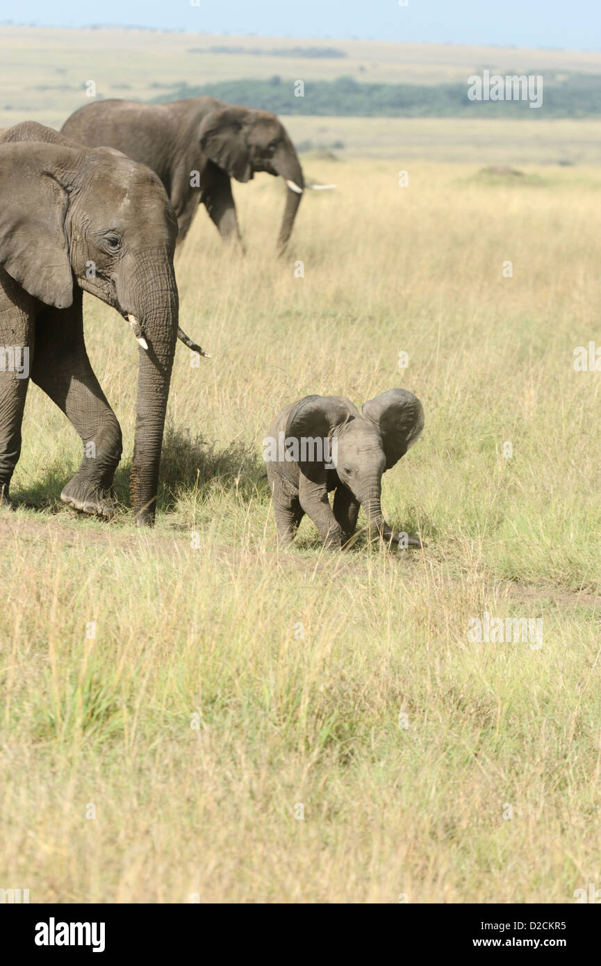 Elephants and calf in the Maasai Mara Stock Photo