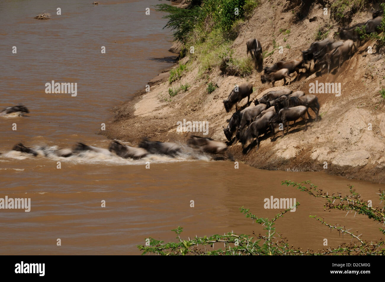 Wildebeest migration crossing the Mara River Stock Photo