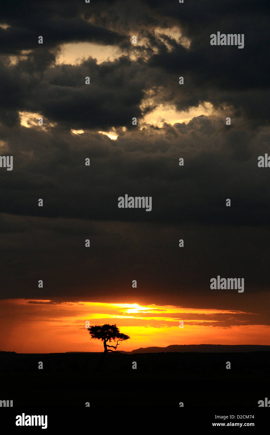 Tree silhouetted in the setting sun in the Maasai Mara Stock Photo