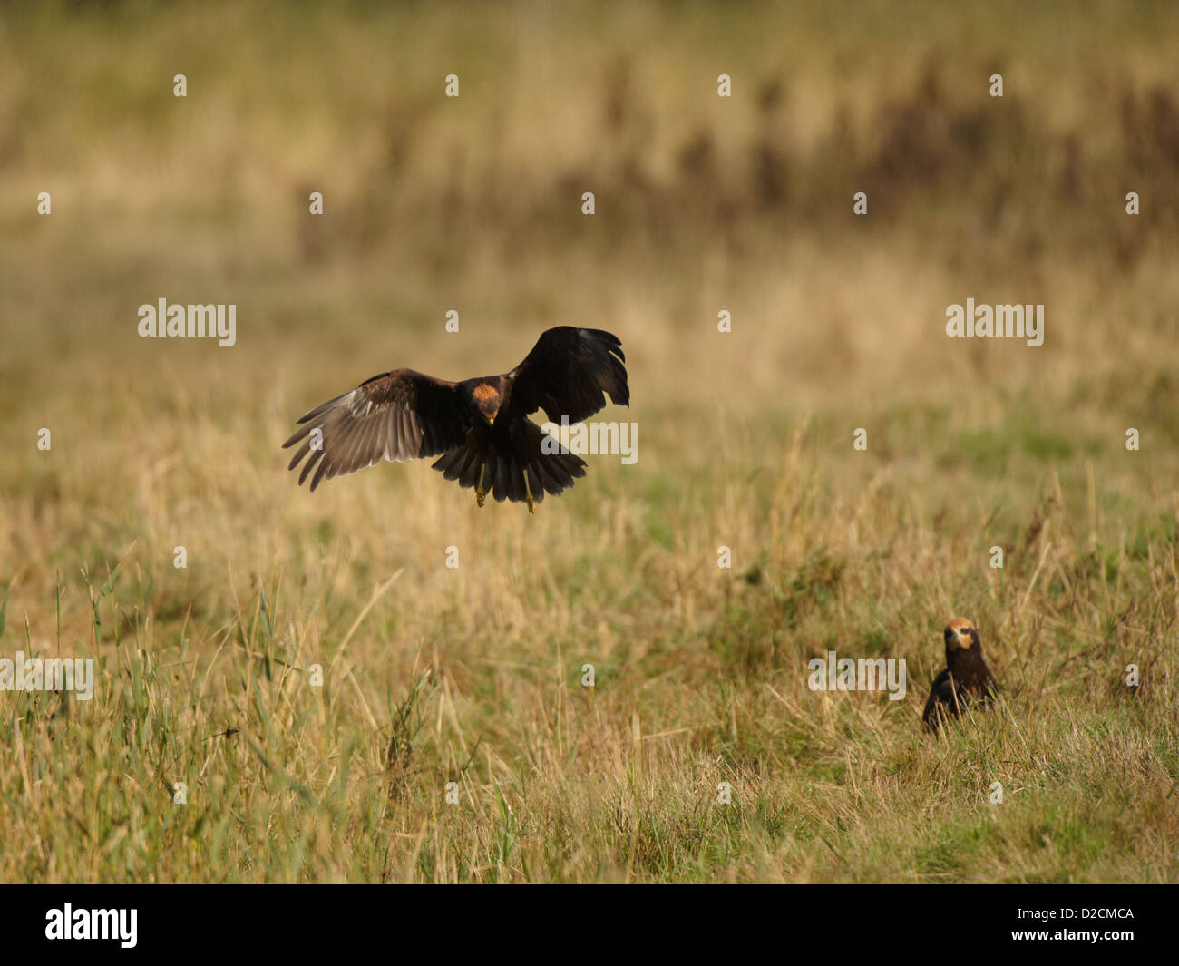 Marsh Harrier in flight Stock Photo Alamy