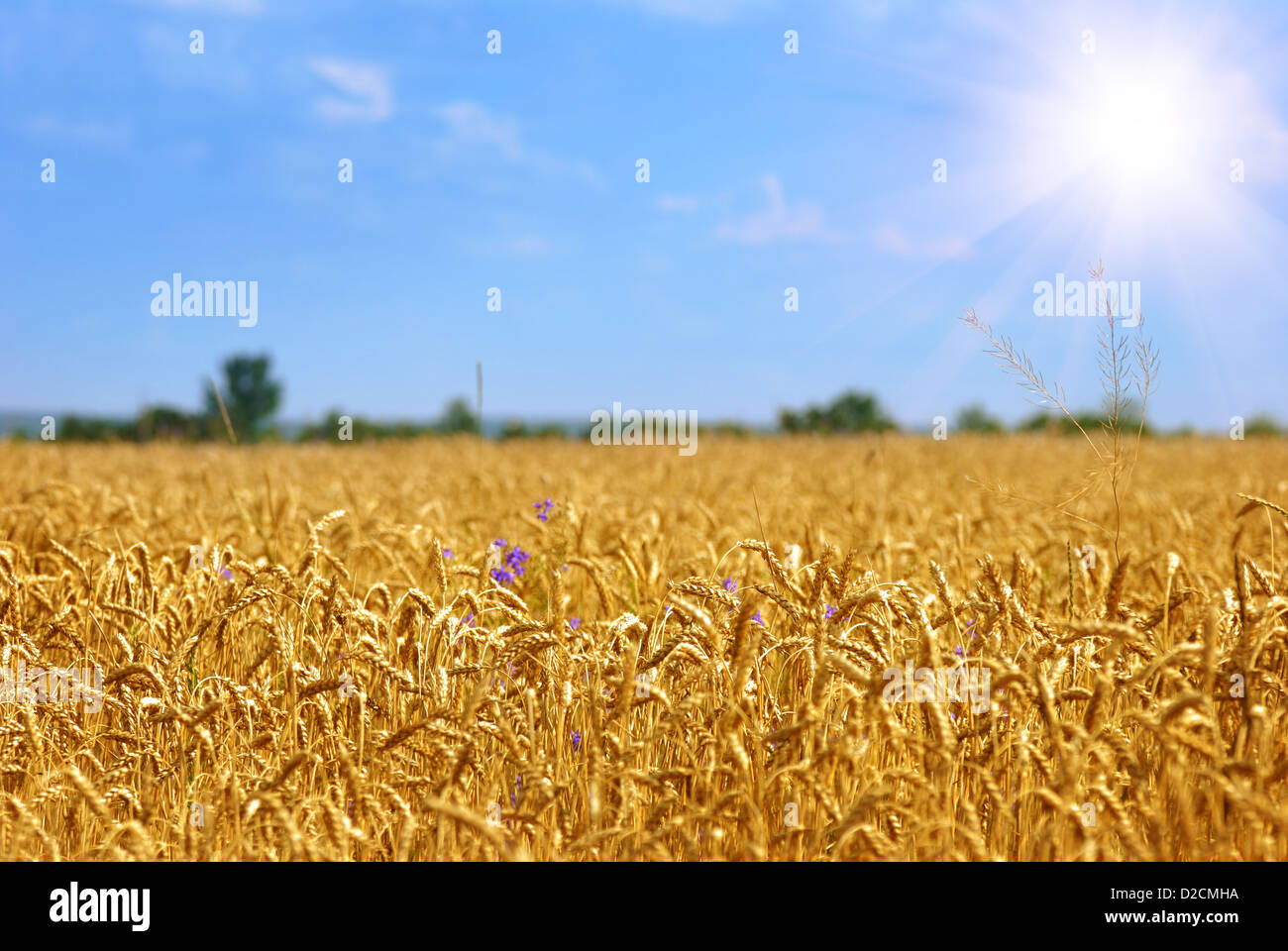 Golden wheat field under sunny blue sky Stock Photo - Alamy
