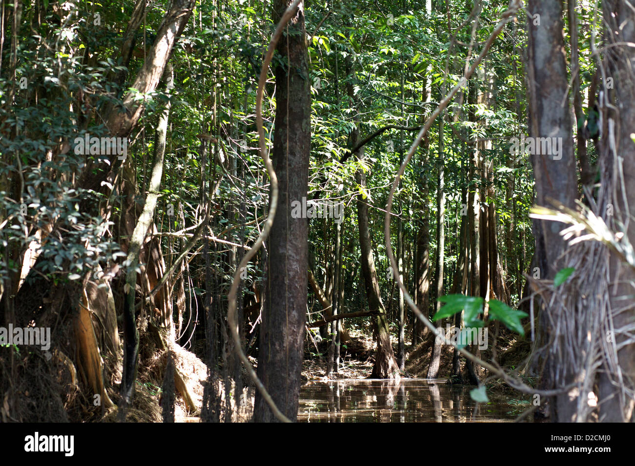 A small river cuts through the Amazon jungle Stock Photo