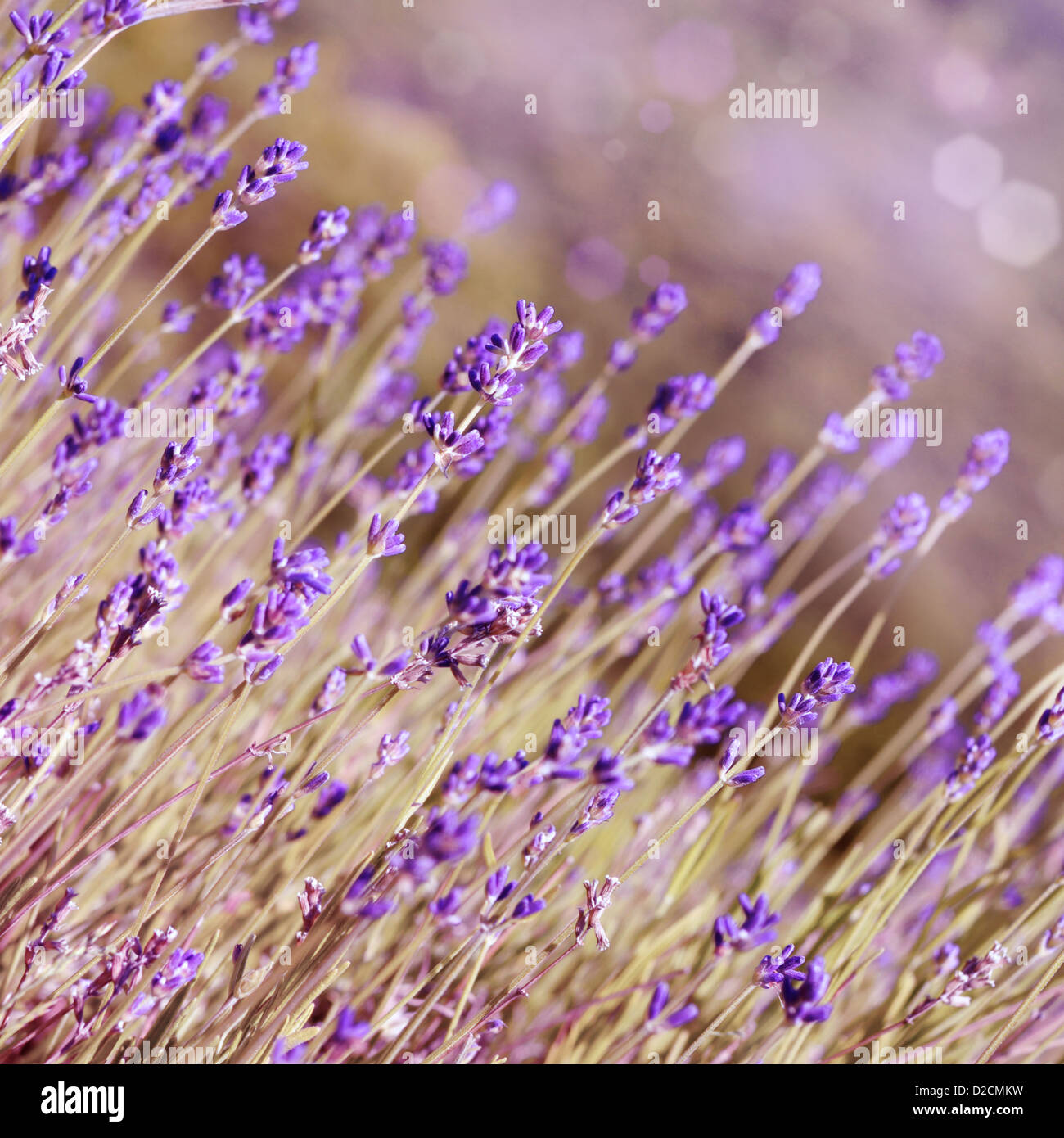 Lavender flowers bloom summer time Stock Photo Alamy