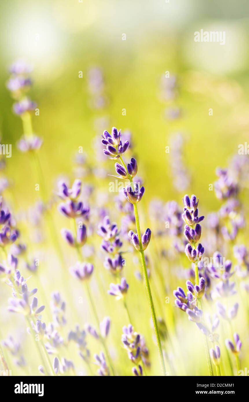 Lavender flowers bloom summer time Stock Photo Alamy