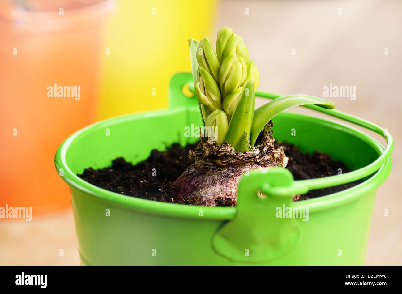 Hyacinth flower bulb in the small green bucket Stock Photo