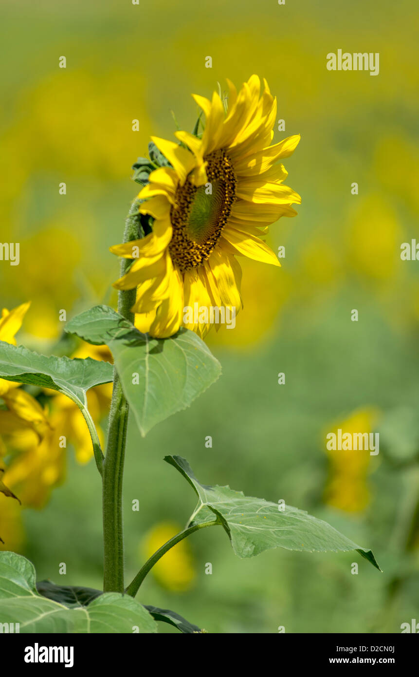 Sunflower fields. Agriculture in Monegros, Aragon, Spain Stock Photo