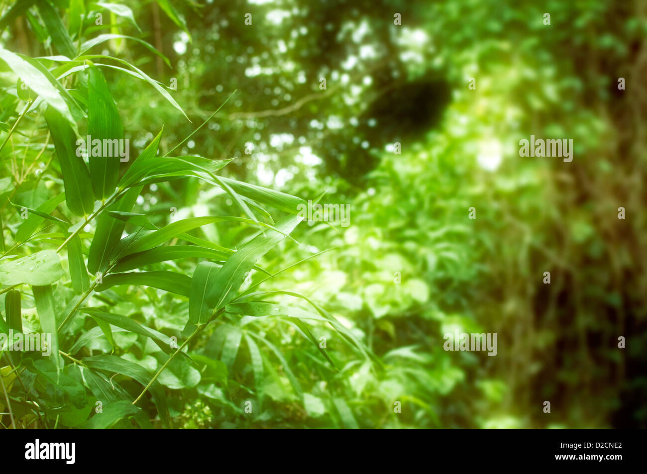 Tropical rain forest lush green environment Stock Photo - Alamy