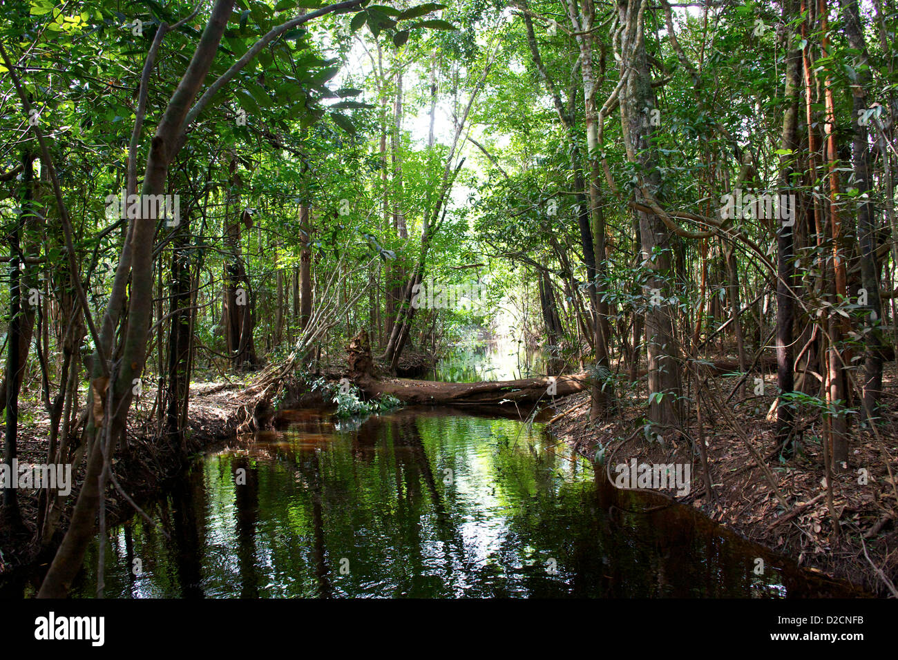 A small tributary on the Amazon river leading through the jungle to a hidden lake Stock Photo