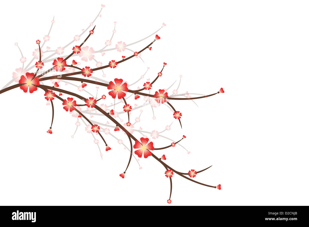 Cherry Blossoms isolated on white background Stock Photo - Alamy