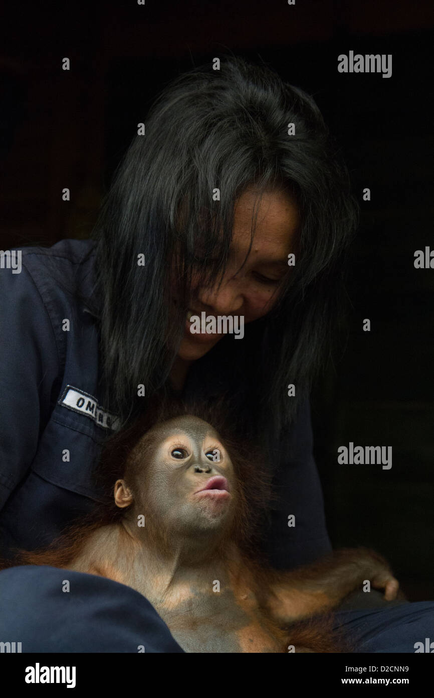 Orangutan (Pongo pygmaeus) one year old infant held by caretaker, Orangutan Care Center, Borneo, Indonesia Stock Photo