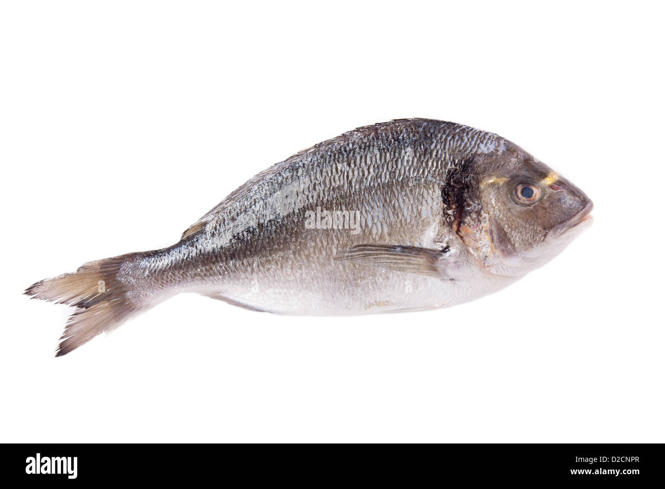 Dorado fish isolated on white background Stock Photo - Alamy