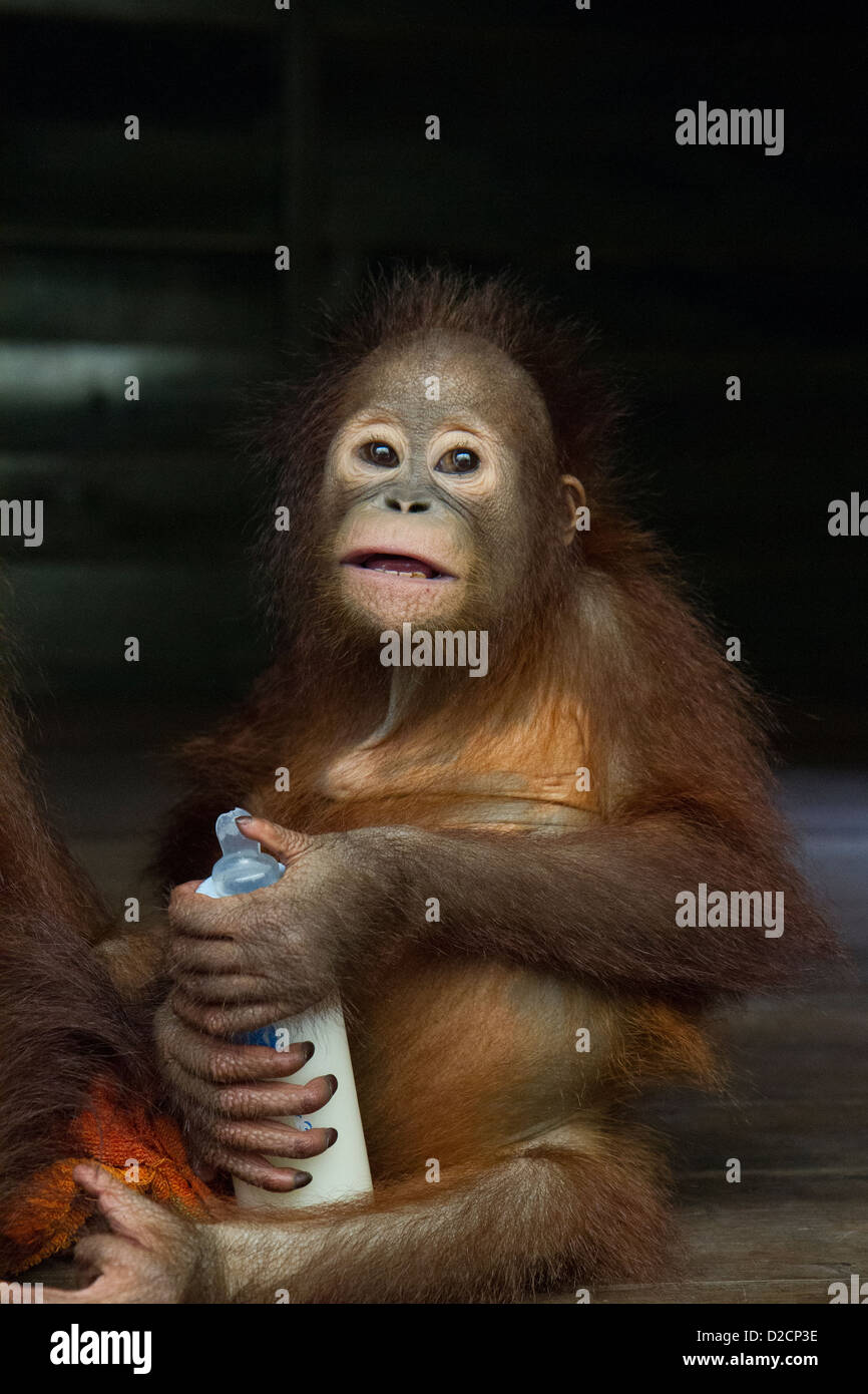 Orangutan (Pongo pygmaeus) young infant bottle-feeding, Orangutan Care Center, Borneo, Indonesia Stock Photo