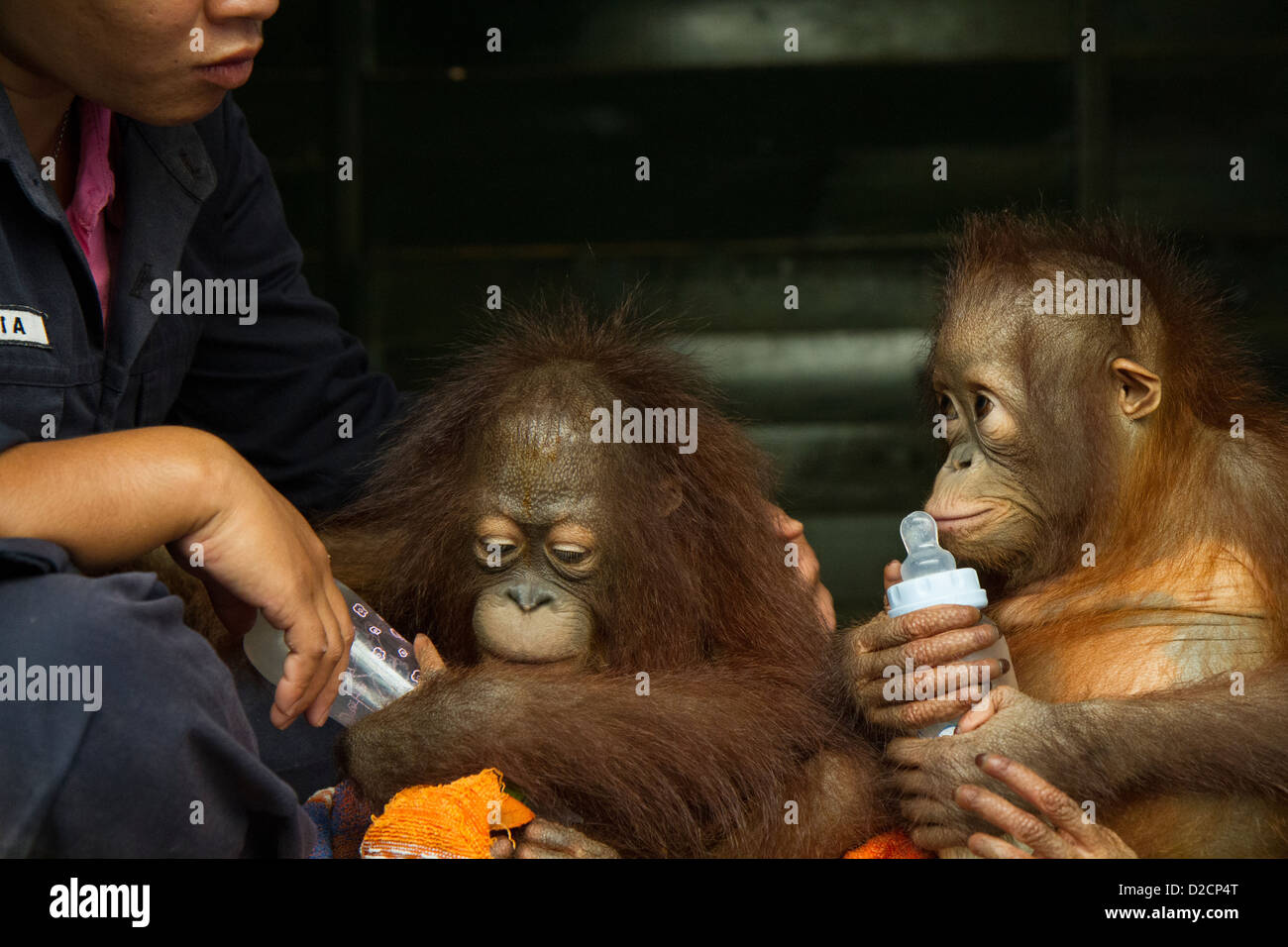 Orangutan (Pongo pygmaeus) caretaker bottle-feeding two infants, Orangutan Care Center, Borneo, Indonesia Stock Photo