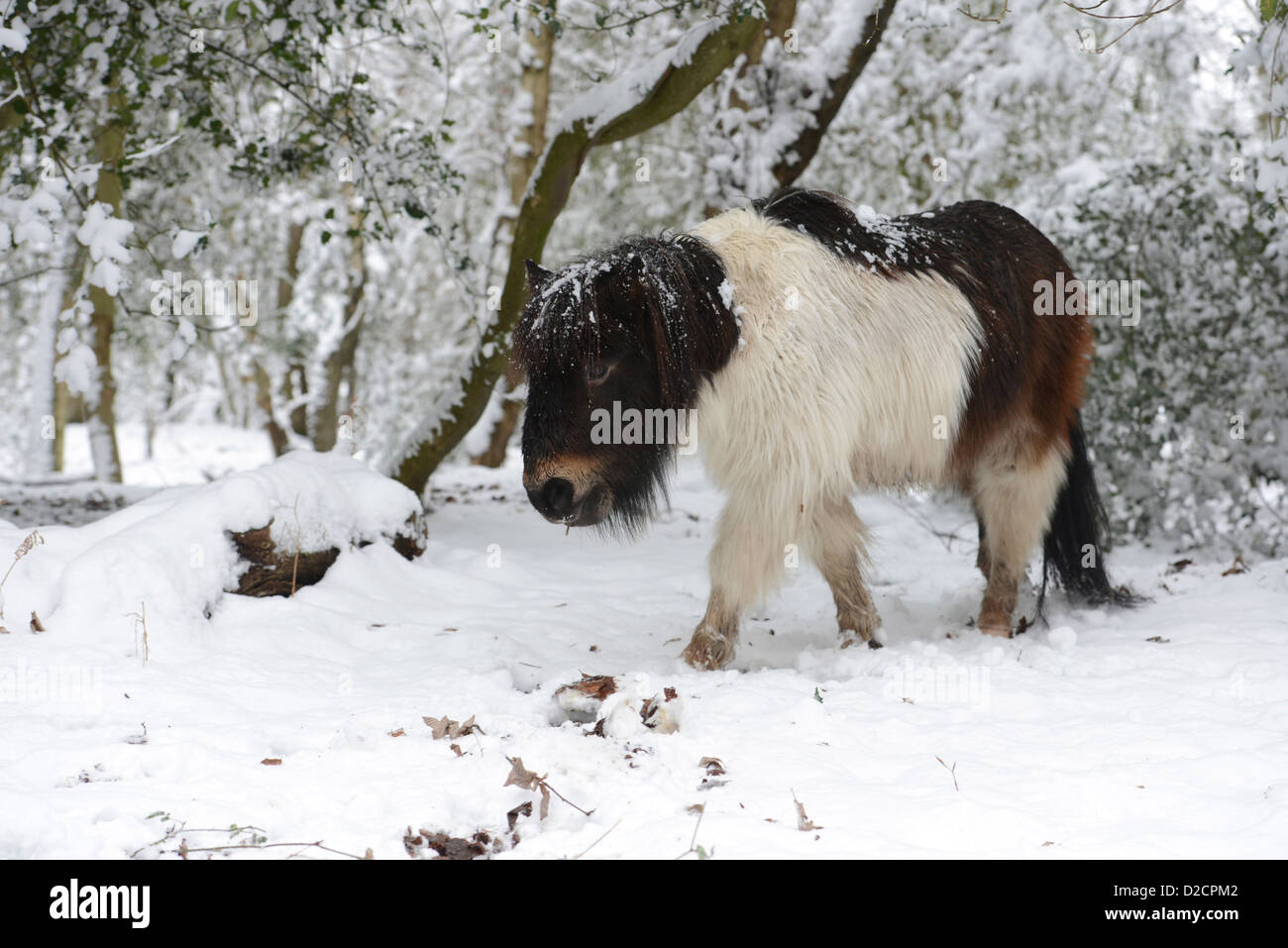 New Forest pony forages for food after January snow in the south of England. Stock Photo