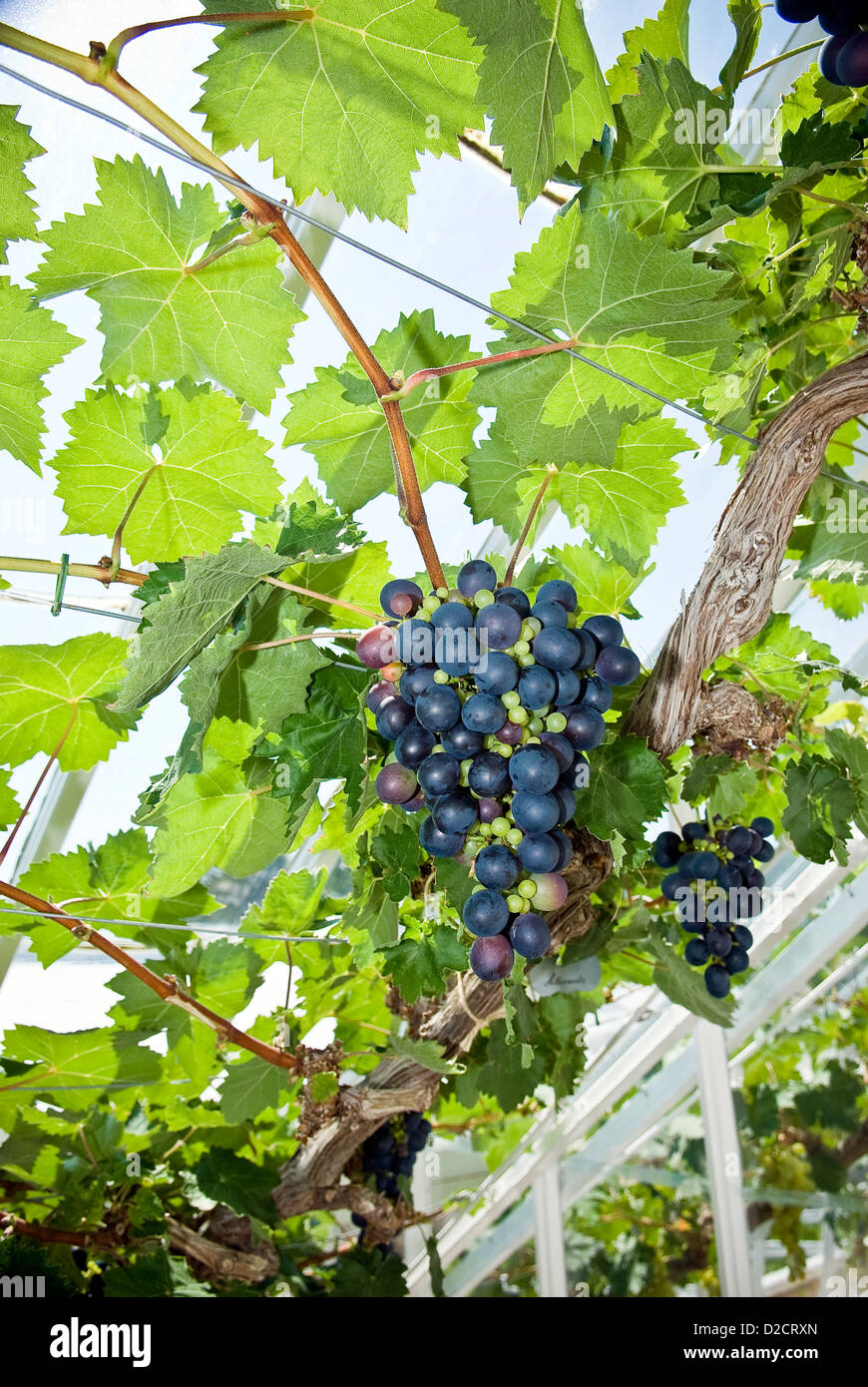 Grape vines growing in the greenhouses of West Dean Gardens, Chichester