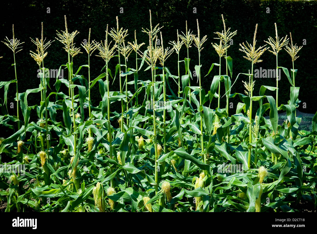 Maize (Sweet Corn) growing at West Dean Gardens, Chichester, West Sussex, UK Stock Photo