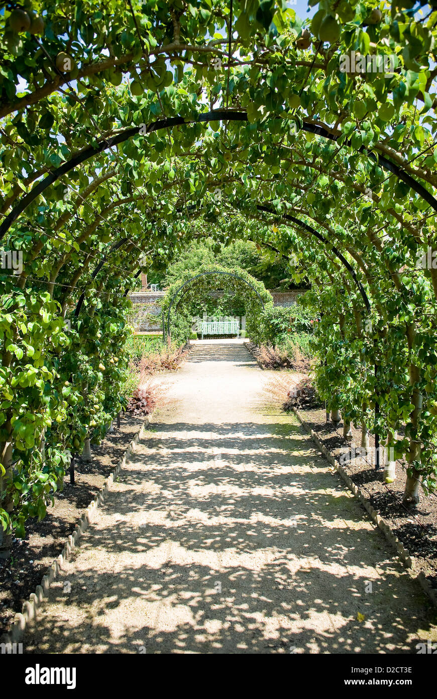 trained apple trees growing over a wire archway at West Dean Gardens