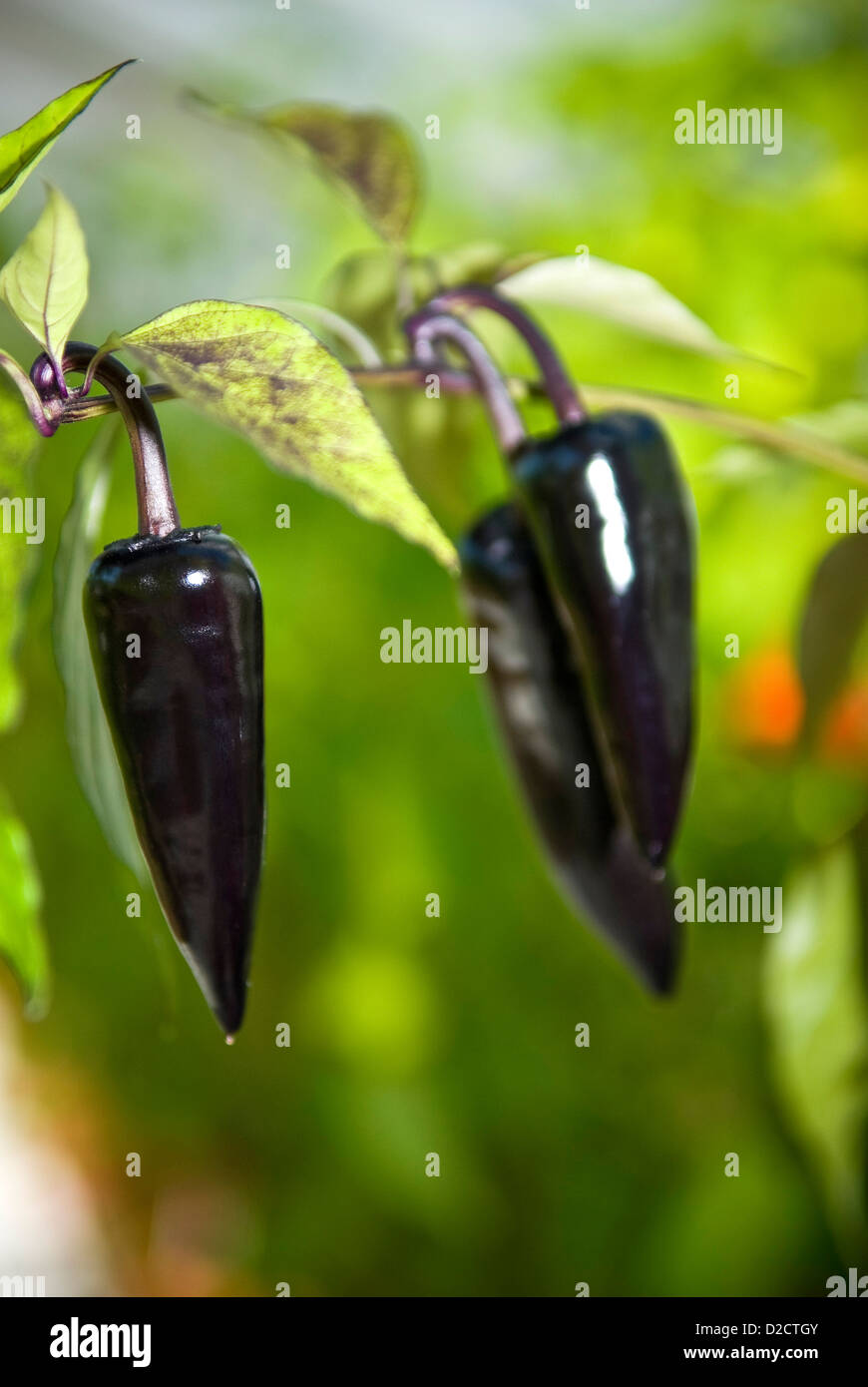 Chili pepper plants growing in the greenhouses of West Dean Gardens
