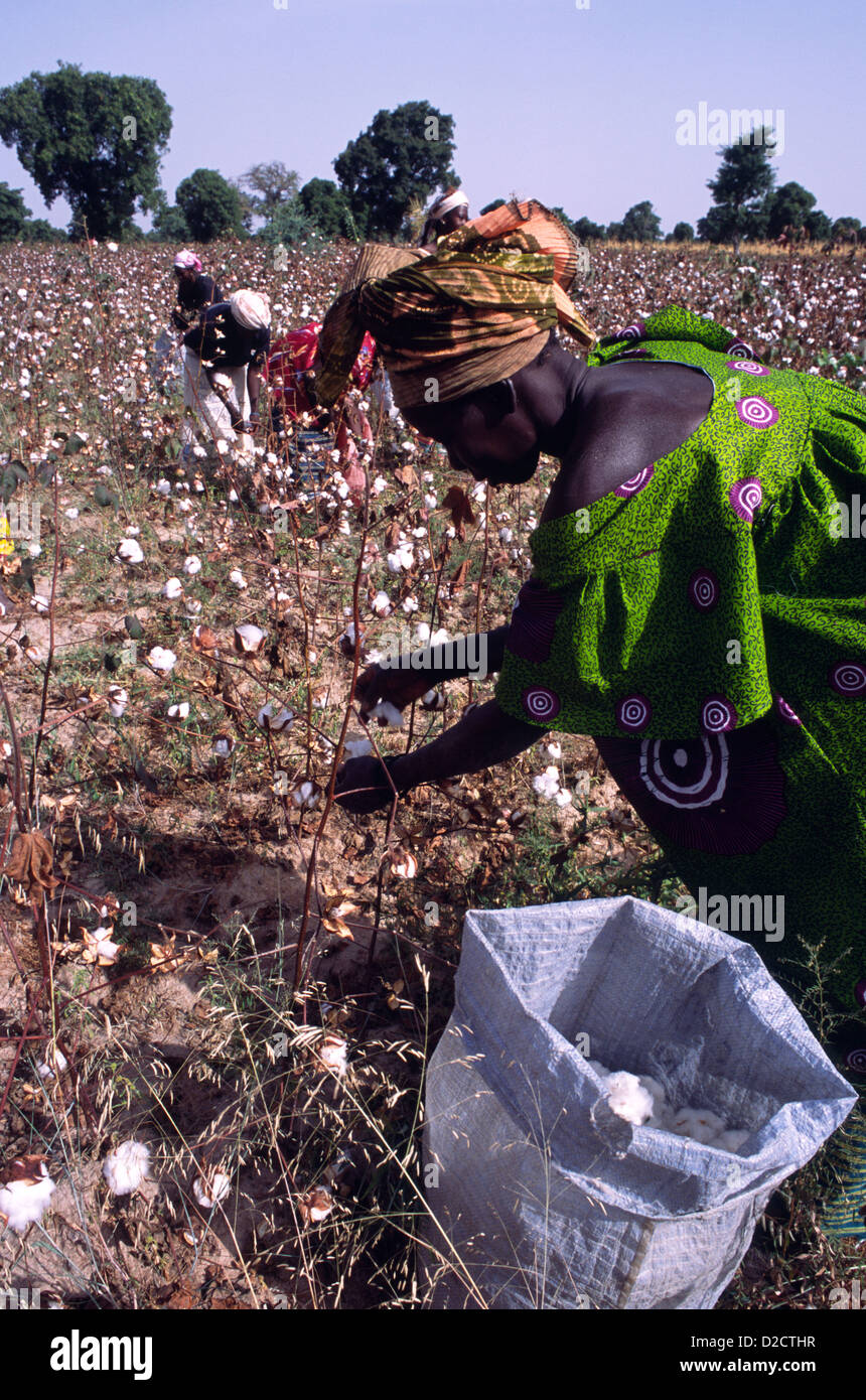 Harvesting cotton, the main export, in Mali, West Africa. Stock Photo