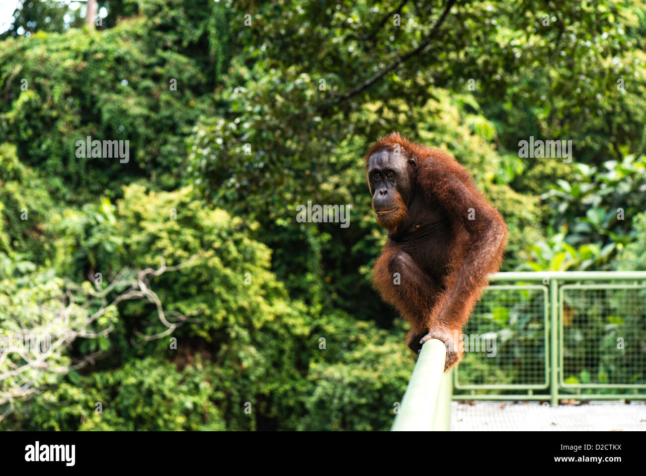 Bornean orangutan (P. pygmaeus) in the wild Sandakan Sabah Borneo Malaysia Stock Photo