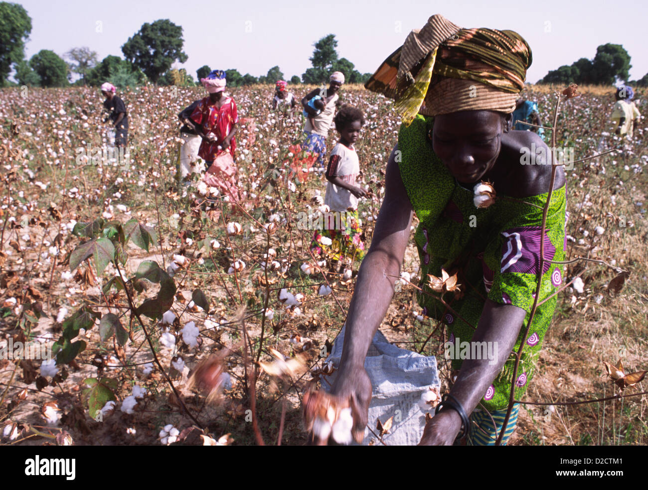 Harvesting cotton, the main export, in Mali, West Africa. Stock Photo
