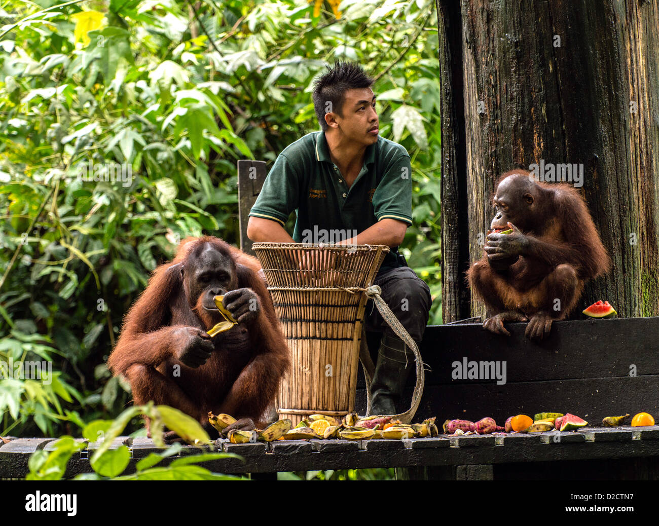 Orangutan sanctuary hi-res stock photography and images - Alamy
