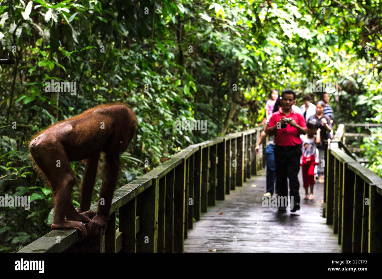 Bornean orangutan (P. pygmaeus) Sepilok Sanctuary Sandakan Sabah Borneo Malaysia Stock Photo