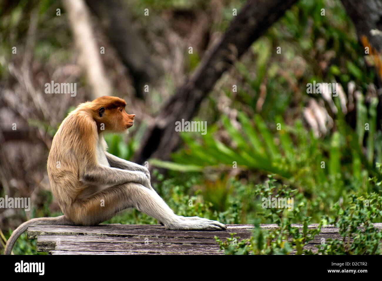 Sitting monkey hi-res stock photography and images - Page 2 - Alamy