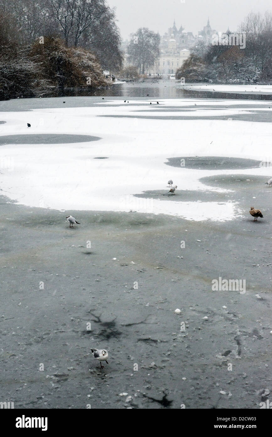 Birds walking on ice in St James Park London England Great Britain UK