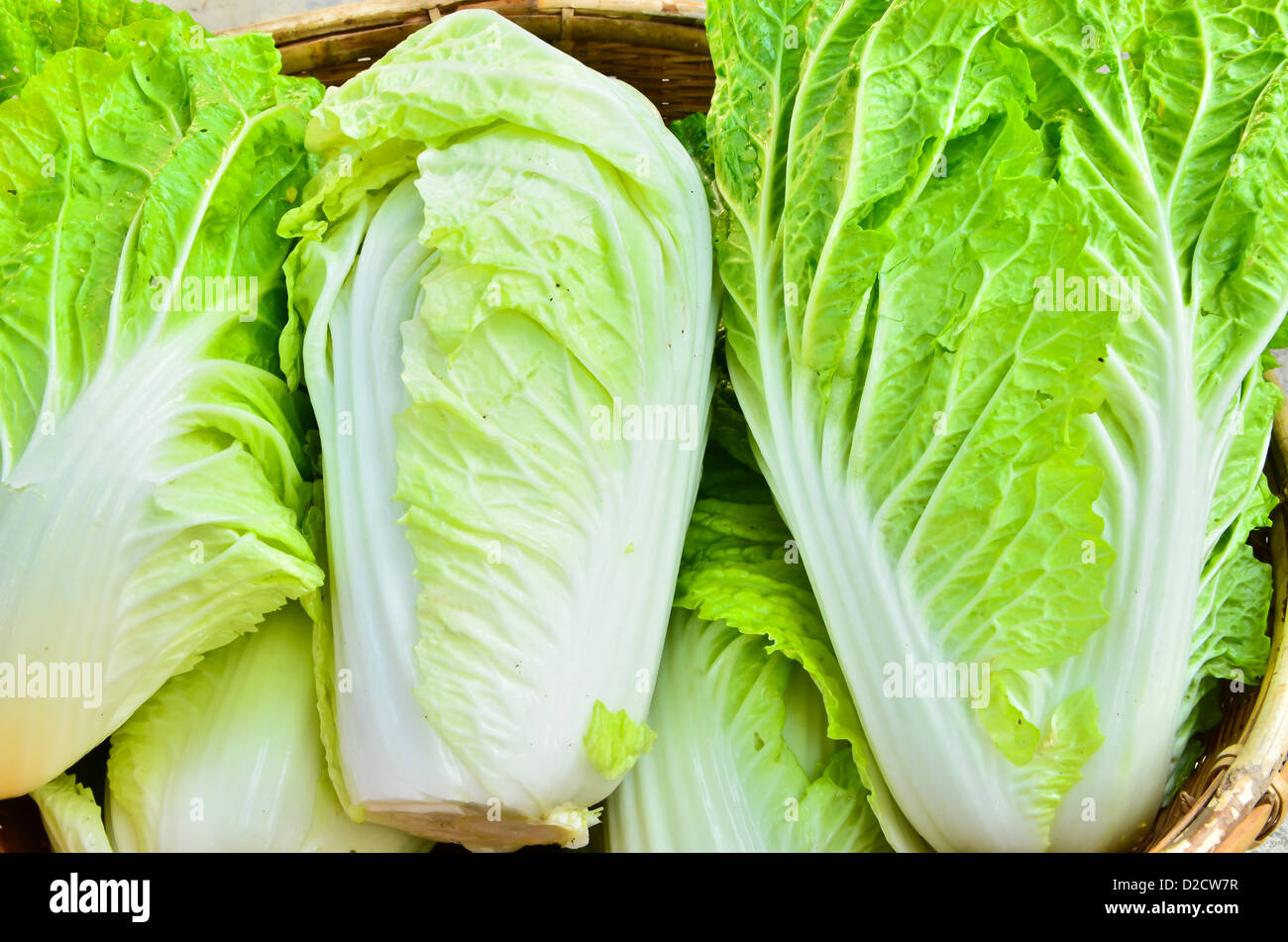 A head of romaine lettuce Stock Photo