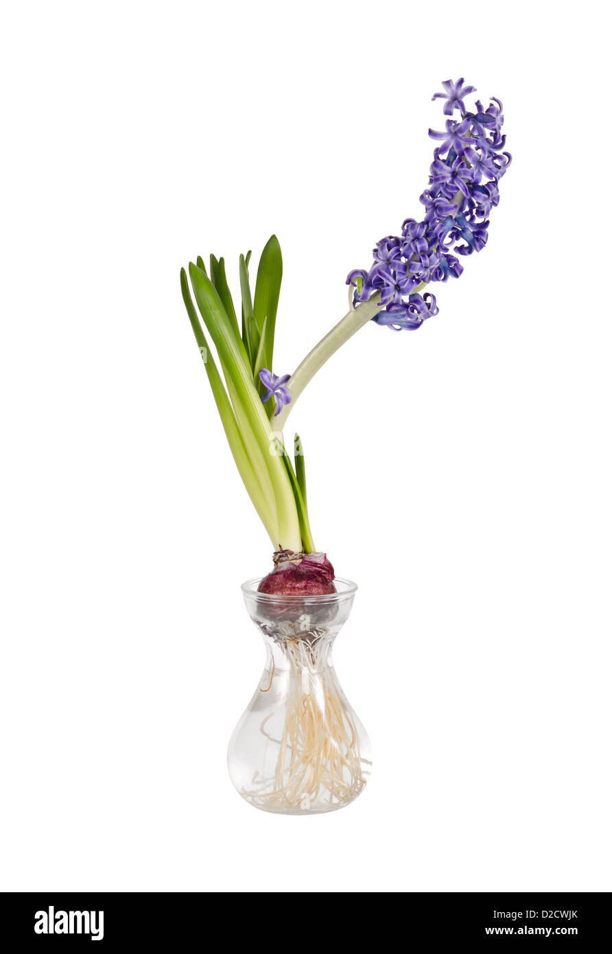 Blue Hyacinth flower blooming in clear glass vase isolated over white Stock Photo