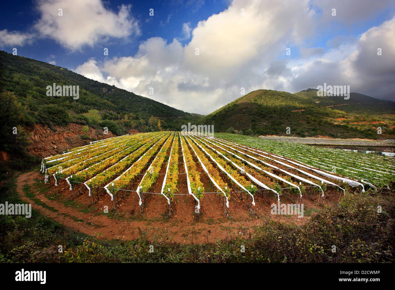 Vineyards at Symvolo mountain, close to Folia village, Kavala, Macedonia, Greece. Stock Photo