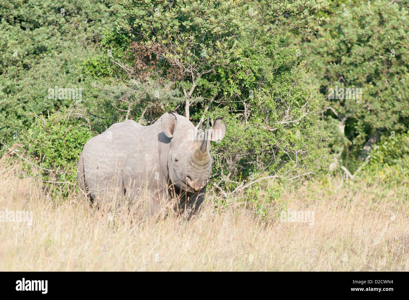 Black rhino moving in grass at the edge of a forest viewed from its front right. Stock Photo