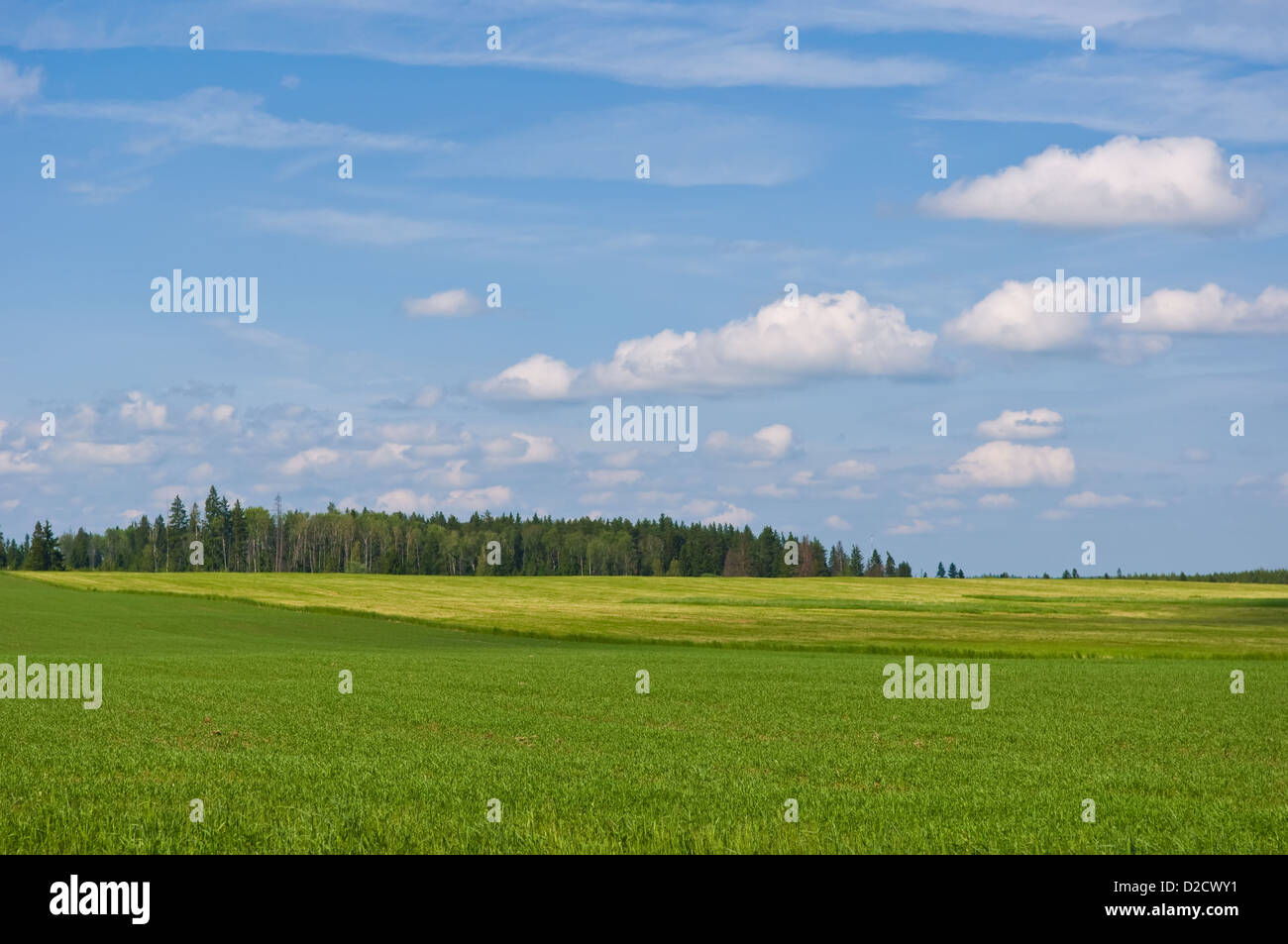 vivid green grass field, forest and cloudscape Stock Photo