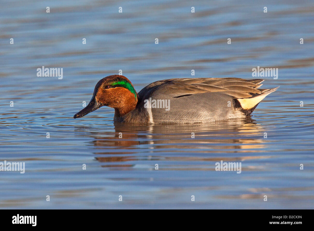 Green winged teal flying hi-res stock photography and images - Alamy
