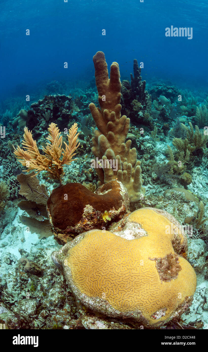 Pillar coral (Dendrogyra cylindricus) underwater with brain coral Stock Photo