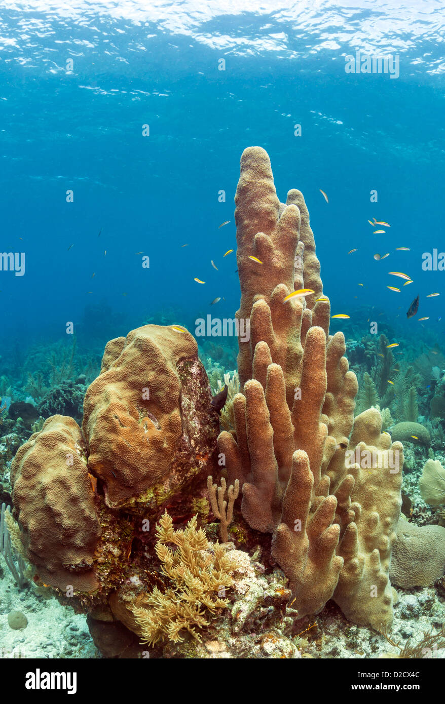Coral reef underwate off coast of Roatan Stock Photo
