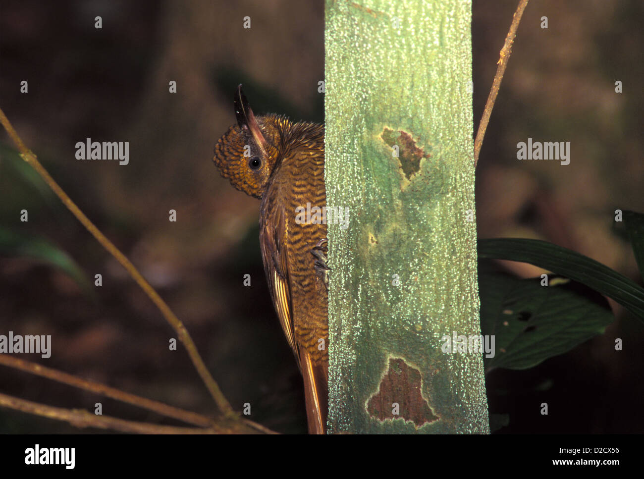 Northern Barred Woodcreeper Dendrocolaptes sanctithomae Chan Chich, Belize January Adult Dendrocolaptidae Stock Photo