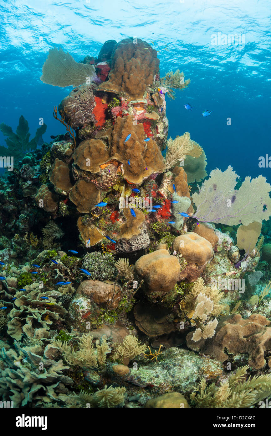 Coral reef underwater off the coast of Roatan Honduras Stock Photo