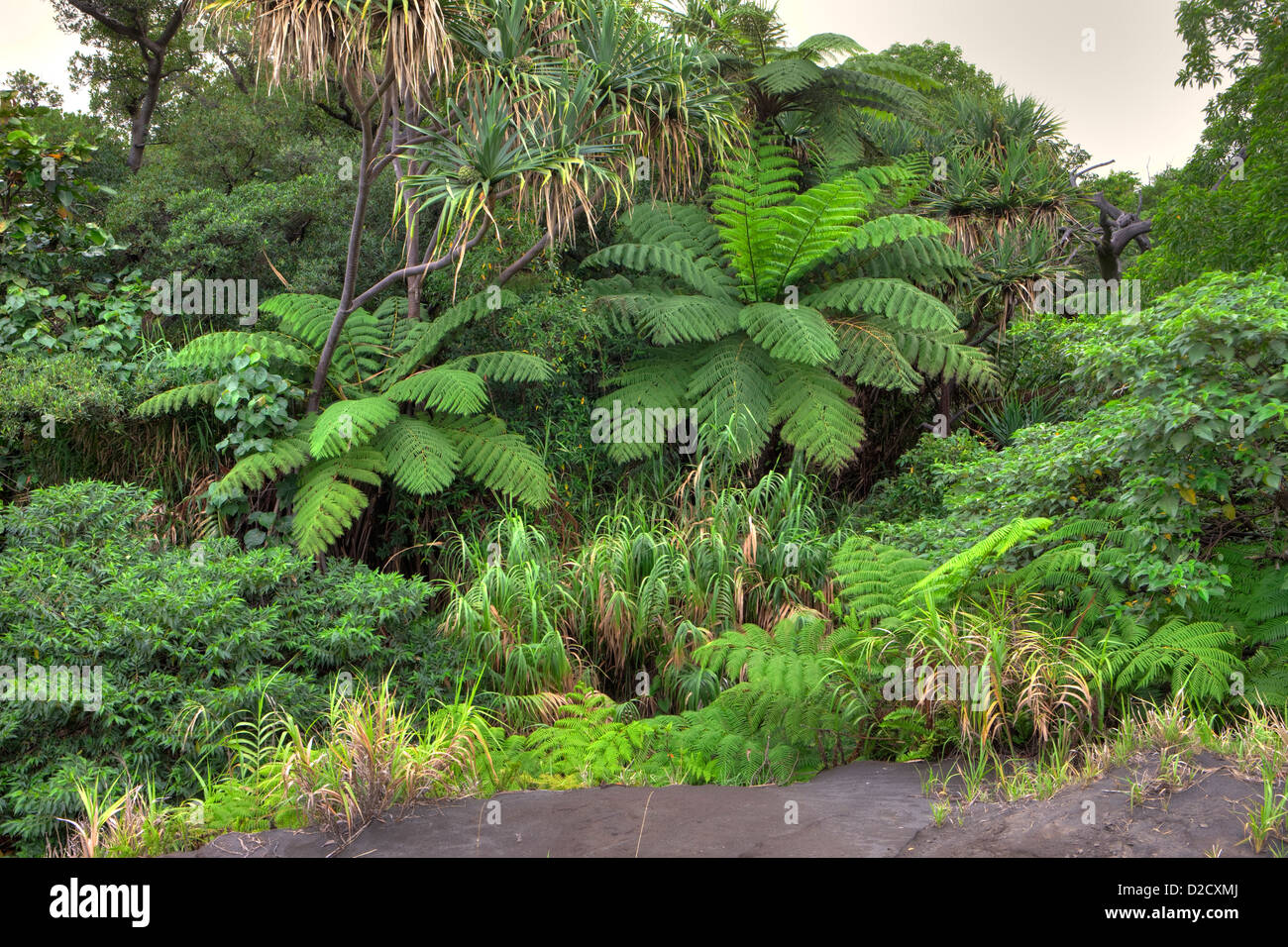 Vegetation on the Edge of the Volcanic Plains of the Yasur Volcano, Tanna Isalnd, Vanuatu, South Pacific Stock Photo