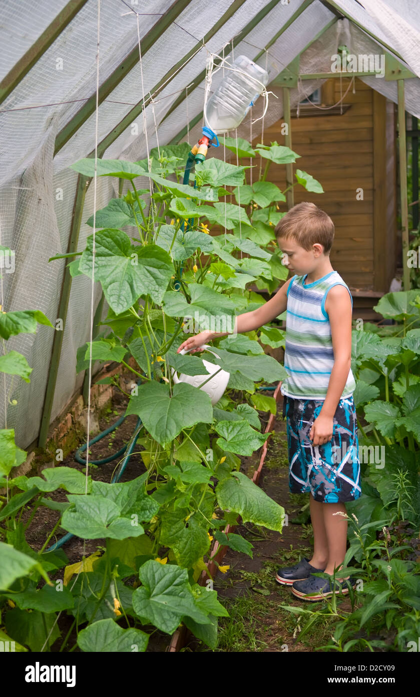 young boy pouring cucumbers with watering pot in hothouse Stock Photo