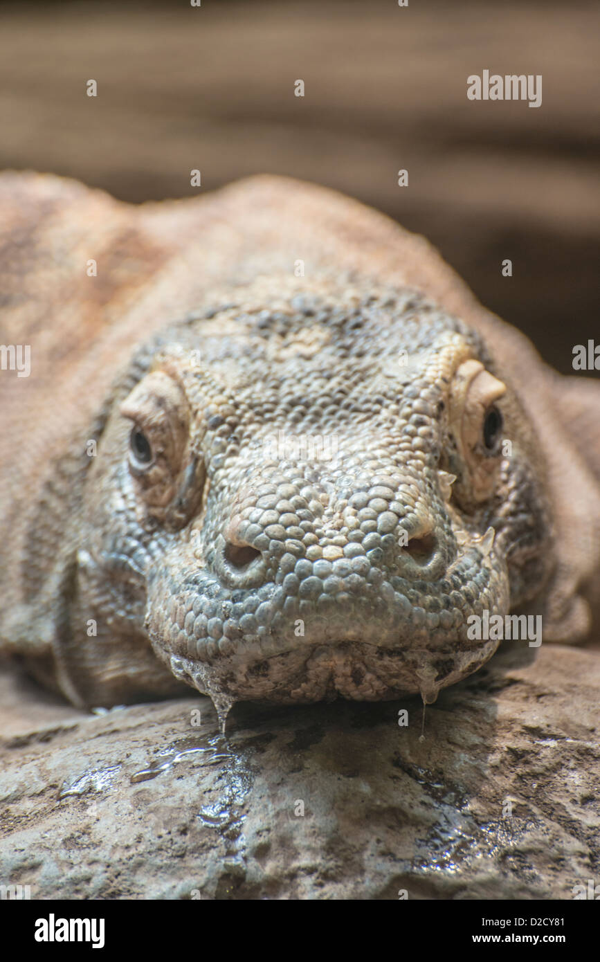 Komodo Dragon (Varanus komodoensis) looking straight into camera with