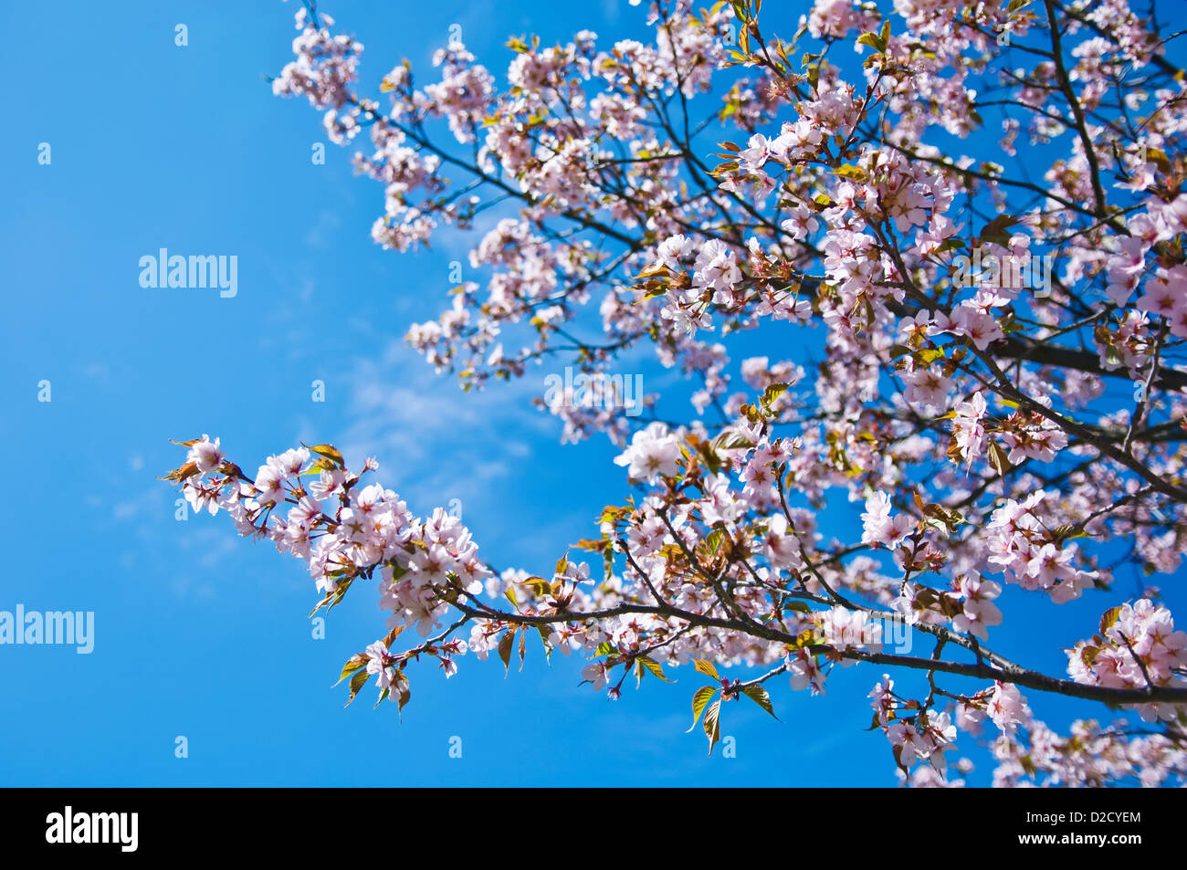 beautiful blossom of sakura - japanese pink cherry Stock Photo - Alamy