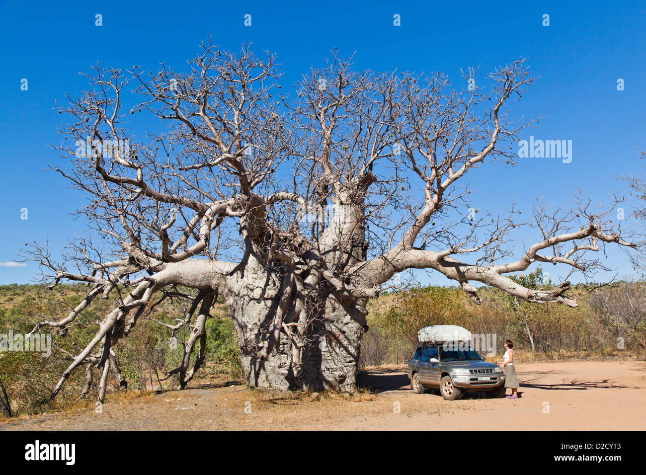 prison Baob, King River Road, Wyndham Stock Photo Alamy