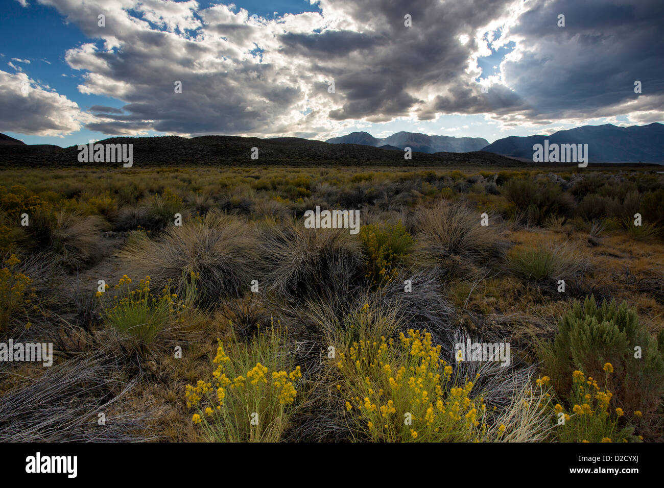 Clouds and rabbitbrush in mono bain Stock Photo
