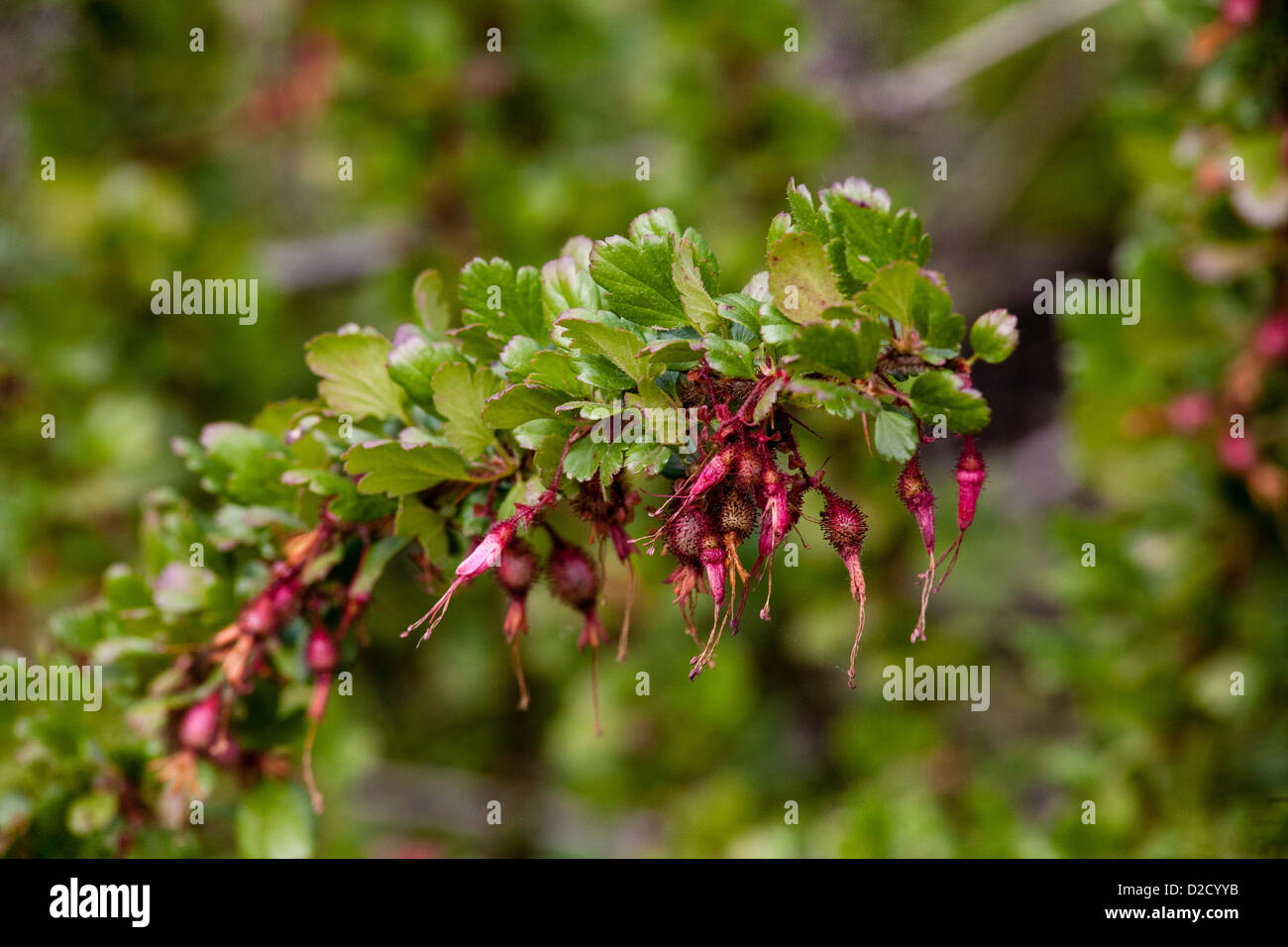 Fuchsia flowered gooseberry Stock Photo
