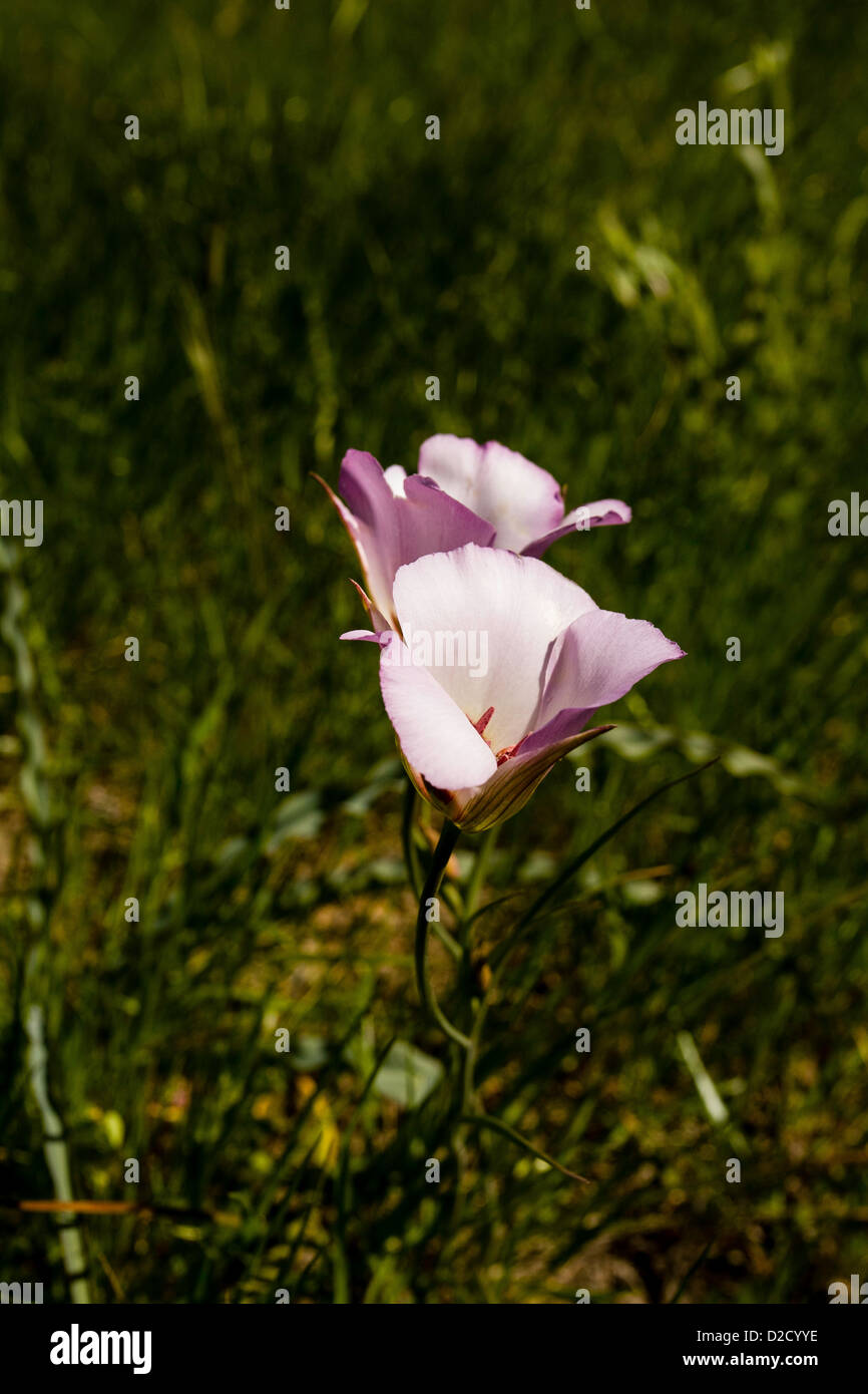 Mariposa Lily in Los Padres National Forest Stock Photo