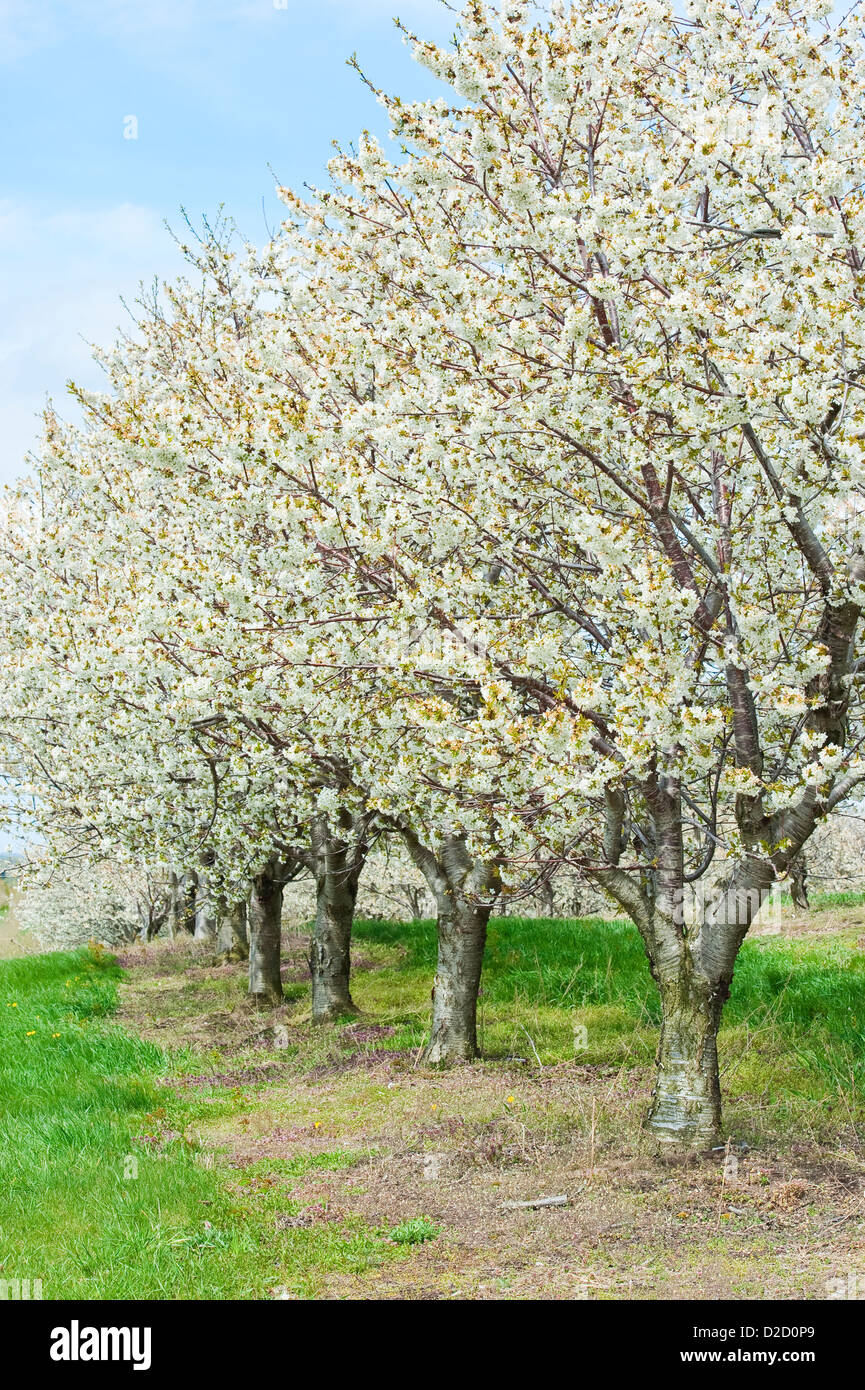 Cherry orchard usa hires stock photography and images Alamy